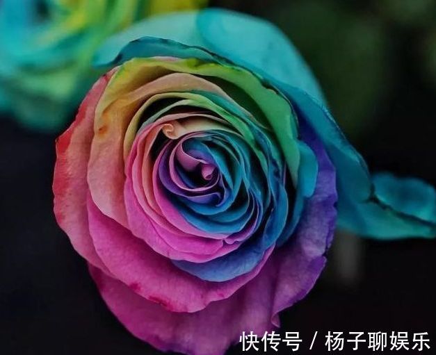 高雅|喜欢菊花,不如养盆“精品玫瑰”彩虹玫瑰,灿烂高雅,梦幻华丽