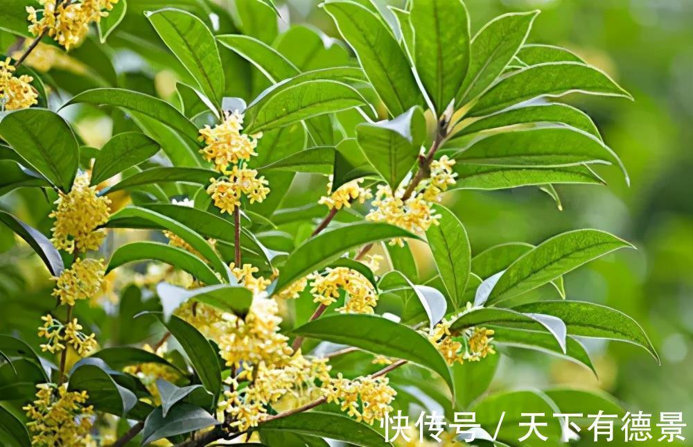 种花|老中医都喜欢的5种花,对健康有益,好看又好养,一次养十盆