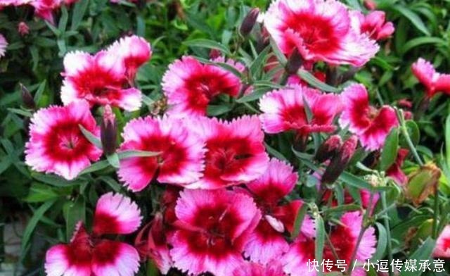 超好养的5种花,扔土里就活,给点水就疯长,漂亮大气!