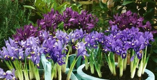 养殖巴西鸢尾，不局限搁室内、室外，却需注意这些小细节