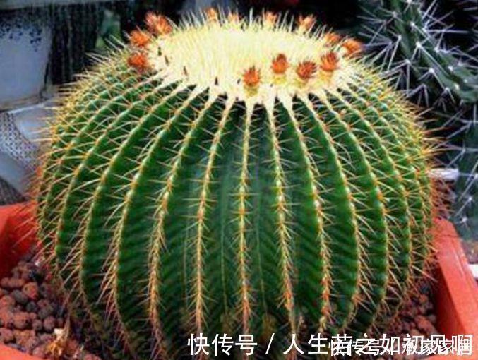 百合竹百合竹|3种花养家里,旺运又招财,听名字就喜庆,大家都抢着买!