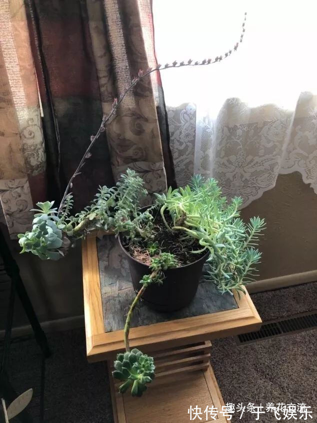 多肉植物|盆栽多肉植物不小心长变形了，适当修剪后就能恢复好看的形态