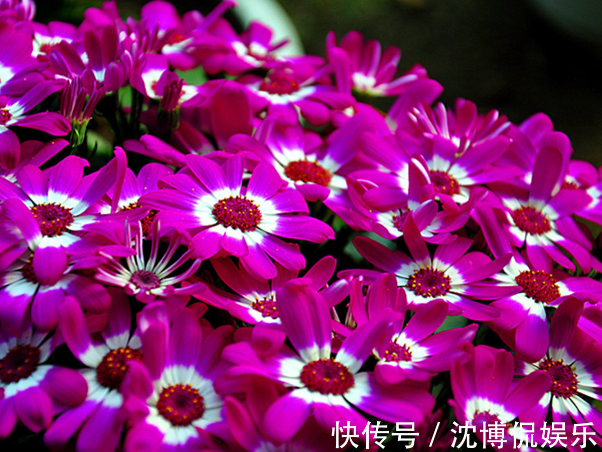 君子兰花|4种“吉利花”,让春节变得喜庆、热闹起来,家里年味都浓了