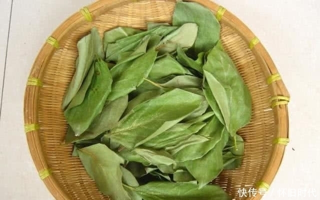 叶子|这种水果的叶子别再丢弃!市面上80元一斤,泡水喝还能降血压