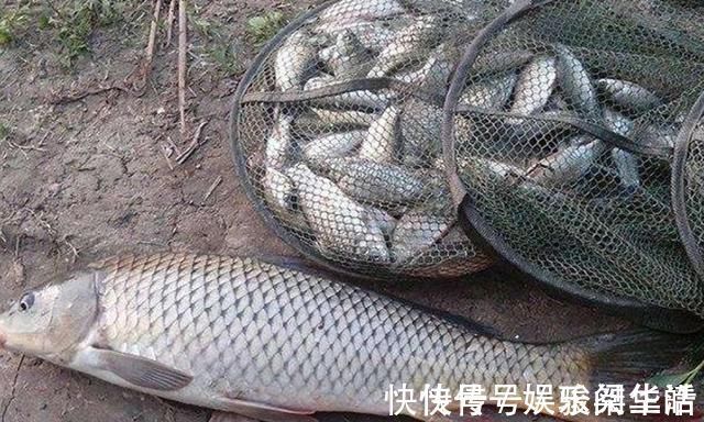 钓阳|冬天一冷,鱼就不好钓,庆幸我有百试百灵的套路,每次钓完特过瘾