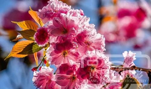 阳光里娇艳绽放的樱花，繁花满树的粉色花朵非常美，春花动人