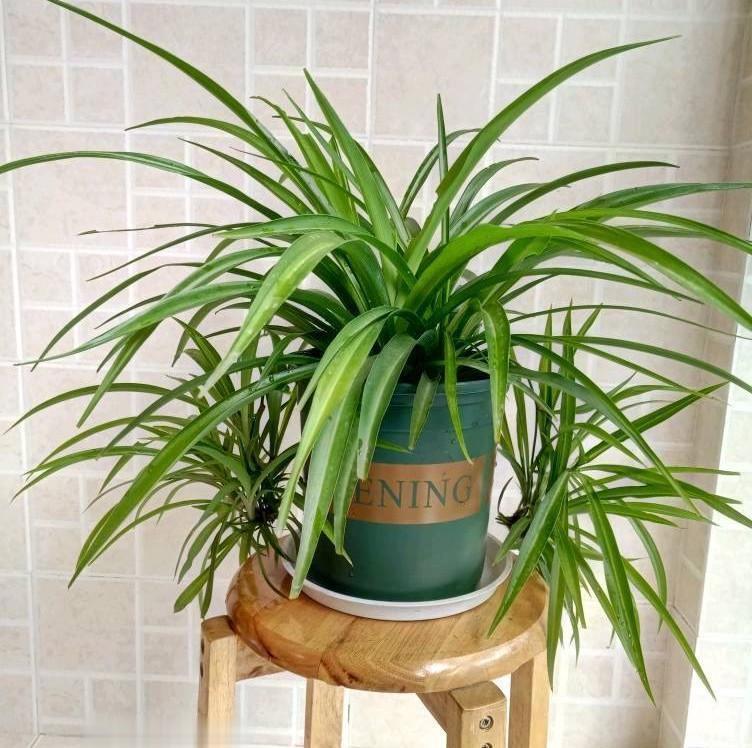 阳台室内都可养的“3种盆栽”,虽普通却皮实好养,清新又美观