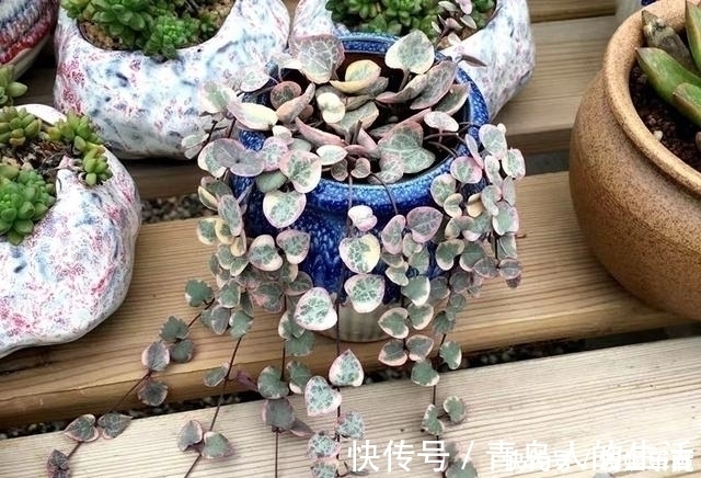 白檀|10款能吊起来养的多肉,一个比一个美,还不占地方