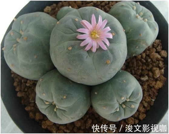 光棍树|花友们想清楚了,这三种花不要轻易的在家养,有潜在的危险