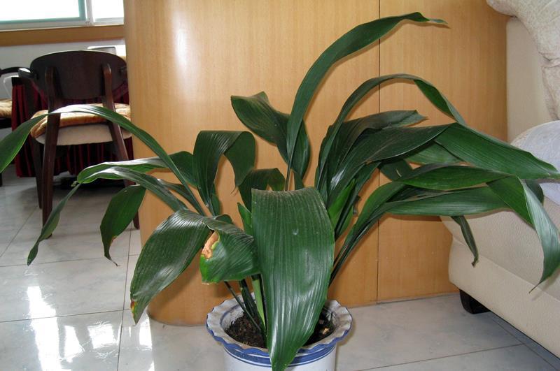 6种净化能力强的植物,第1名一叶兰,第2名芦荟,你养过哪些?