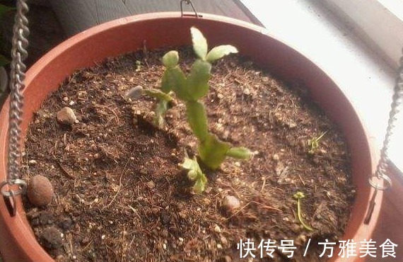 量天尺|还花什么钱买蟹爪兰,用上养花高手的方法,不花一毛钱就能养出来