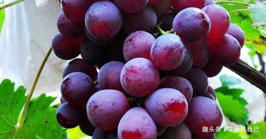 养肝护肝|女性到40岁,4种食物离不开,滋养皮肤,刮油甩脂,好吃又不贵