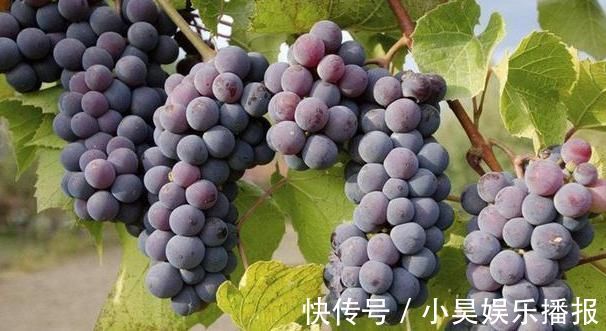 睡眠质量|失眠心烦，牢记：多吃“三物”，改掉“三事”，不再失眠睡得香！