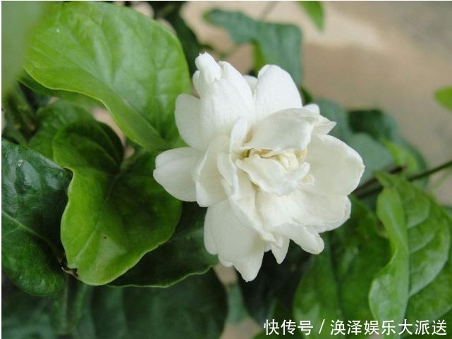 此花是我国第一 香,冰箱冻不死,开花200天不掉叶,浇水就疯长