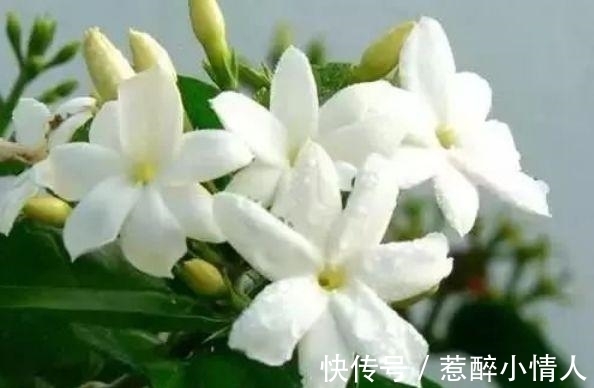 春夏秋冬|阳台养这几种花，好养易开花，开花速度快，个个美的出奇！