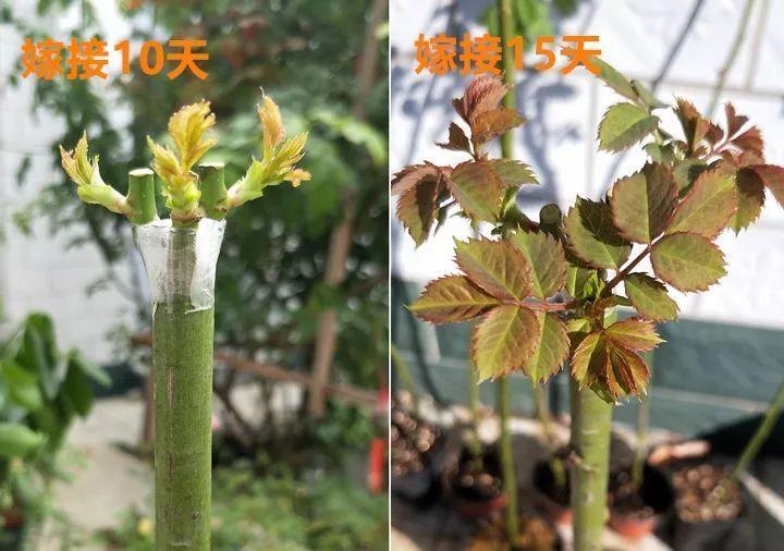 嫁接|嫁接达人，玉树嫁接长寿上，花友直呼内行！