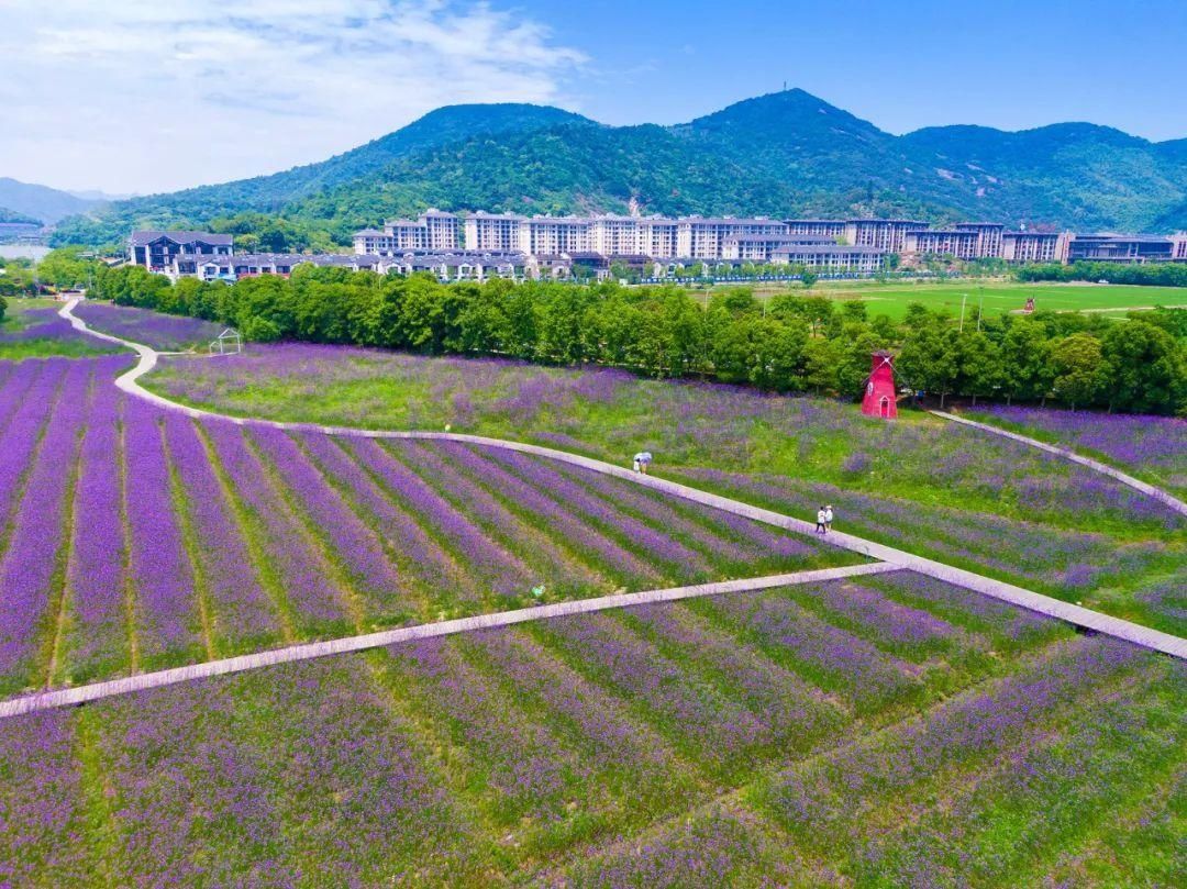 大滨菊|错过等一年！宁波这些花海快打卡