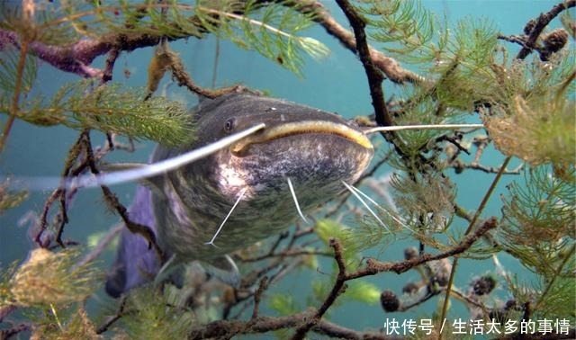 湖南这种鱼能穿越陆地，有“天下第一河鲜”之誉，广东人最爱吃