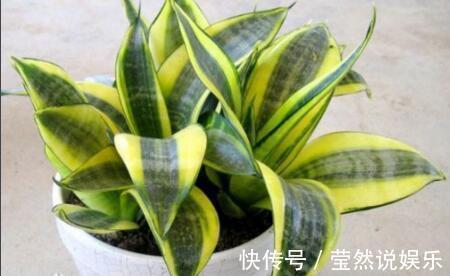 虎皮兰|张先生“别的花”不养，只养此“4种”，难怪他家“越过越好”！