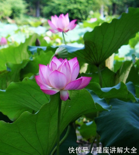 属相|7月中旬，吉星关照，4属相桃花朵朵，爱情圆满，生活春暖花开