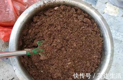 施肥|养君子兰、长寿花，盆里撒点“万能肥”，新芽猛长，呼呼开花！