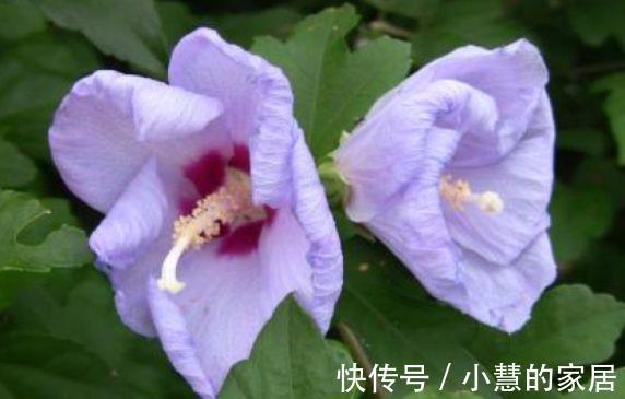 农历|农历6月30号起,最适合养这些花,花期达半年,随意养都爆盆