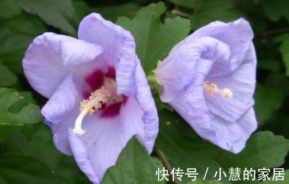 农历|农历6月30号起，最适合养这些花，花期达半年，随意养都爆盆