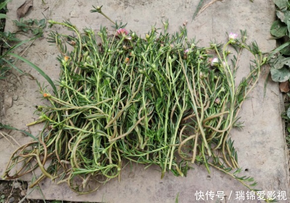 死不了的花,枝条沾土就活,从4月开到12月!