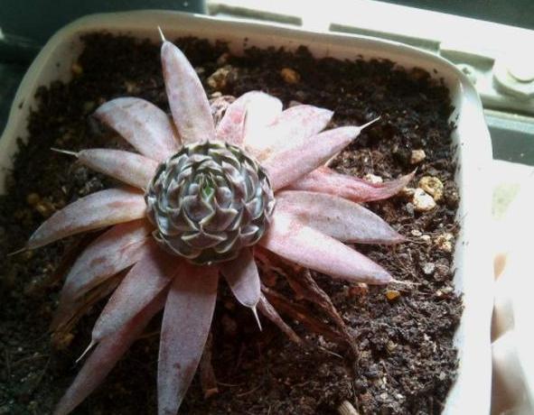 瓦松老一辈的回忆，喜在8、9月开花，盆栽得抓住4个细节