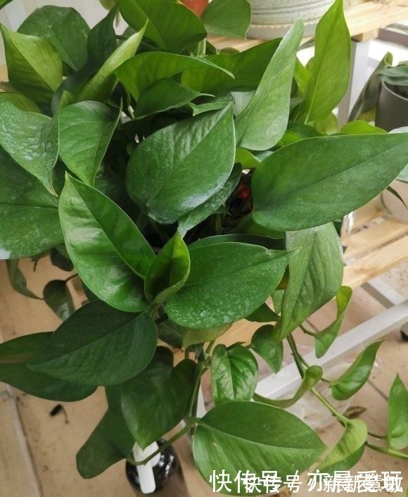 3块钱一块的椰砖,泡水变成椰糠,拿来养花行吗?不建议使用