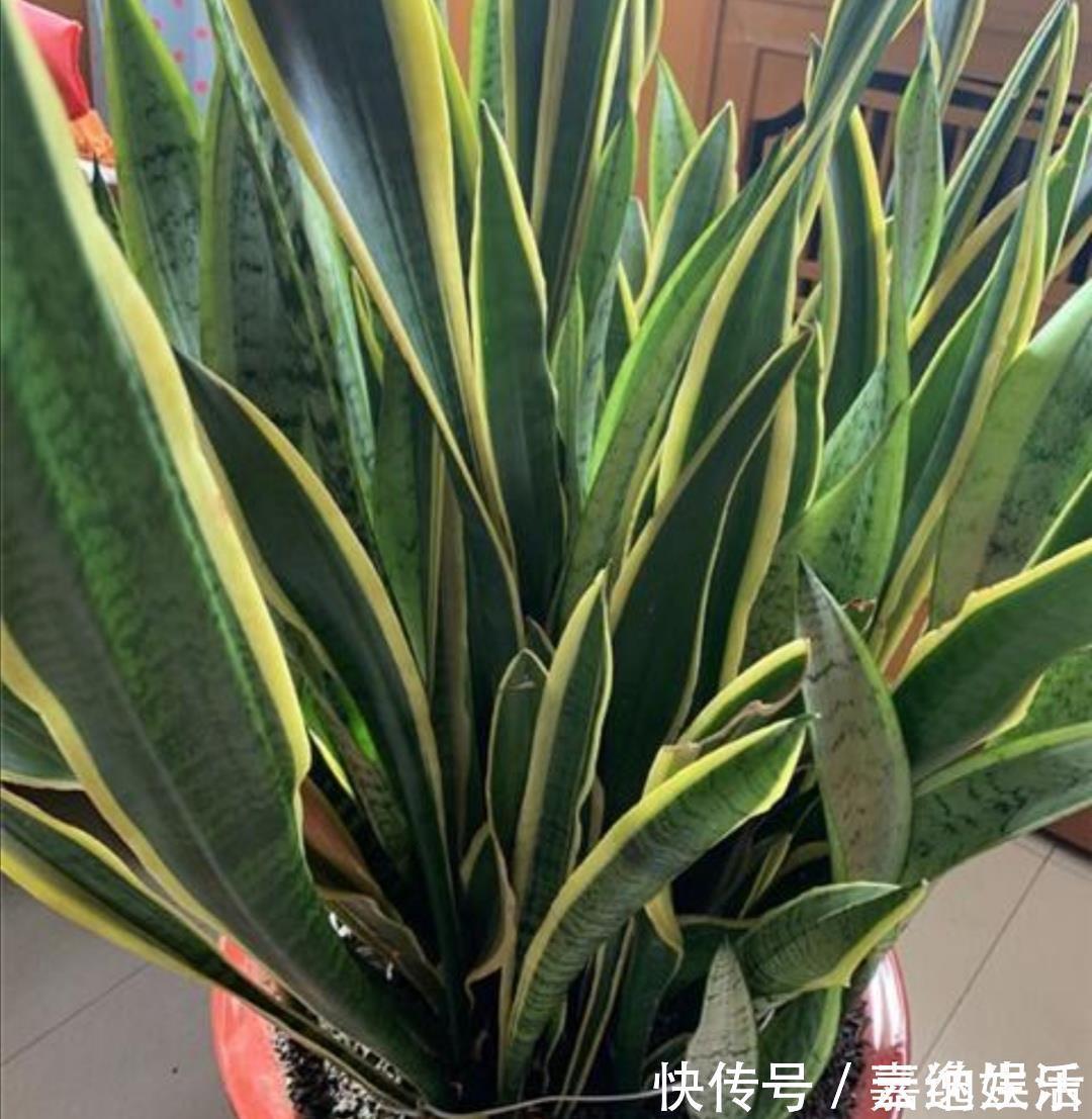 施肥|养虎皮兰不用施肥，教你2个方法，让它长得枝叶繁茂