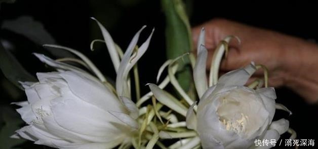 昙花|花期虽短却美得惊艳，称为“月下美人”，昙花的种植方法你知道吗！