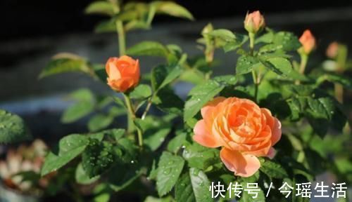 果汁|阳台再小,也要养一盆果汁阳台,上盆一个多月就有花赏