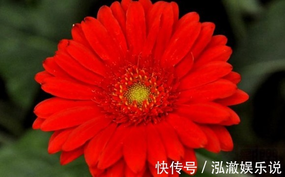 鲜艳|喜欢养菊就选“小红菊”，色泽鲜艳，光彩夺目，花期长室内盆栽养