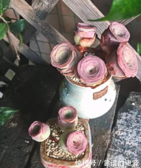 徒长|3款网红多肉,带回家后根本养不好,越来越丑,别被图片忽悠了