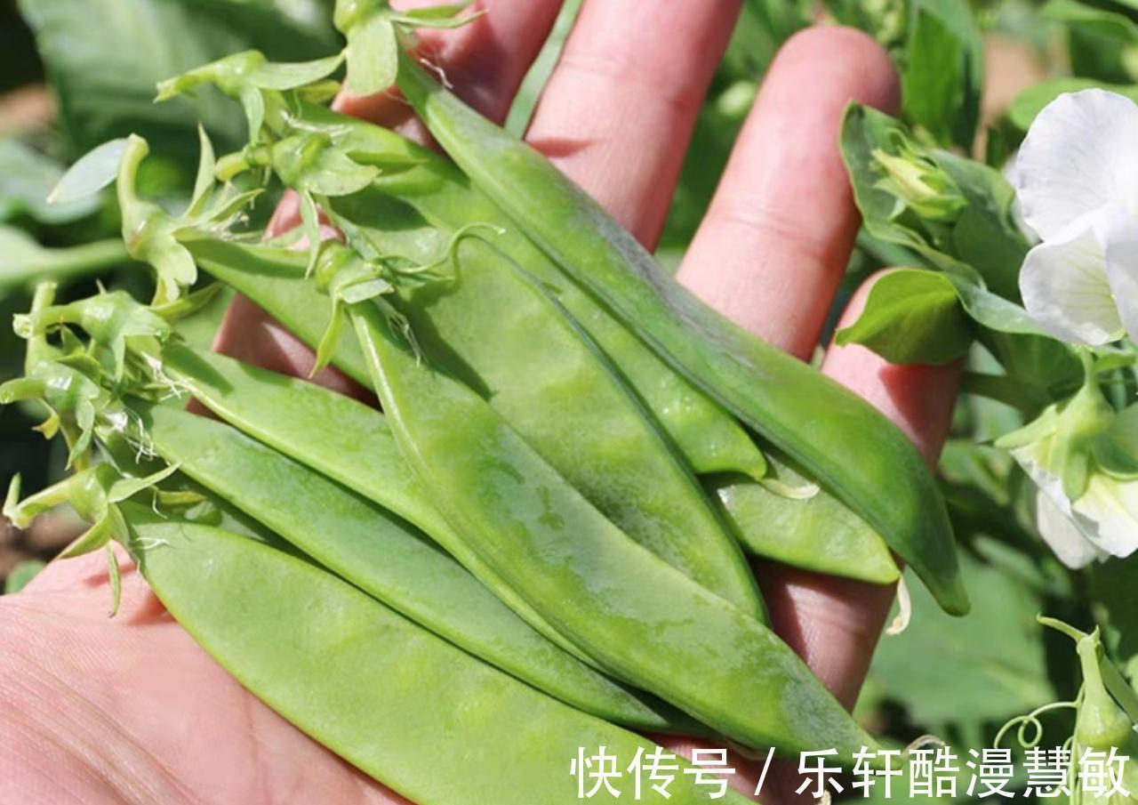 矿物质类|秋季吃豆比吃肉还“养人”!多吃5种豆,营养强体,全家安稳度秋