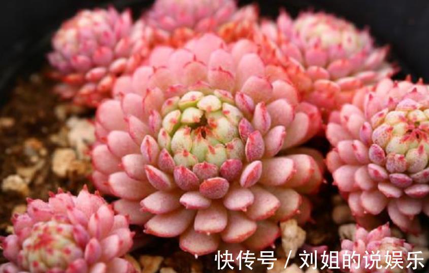 被拉入“黑名单”的3种多肉,矫情不好养,家里养了赶紧换品种