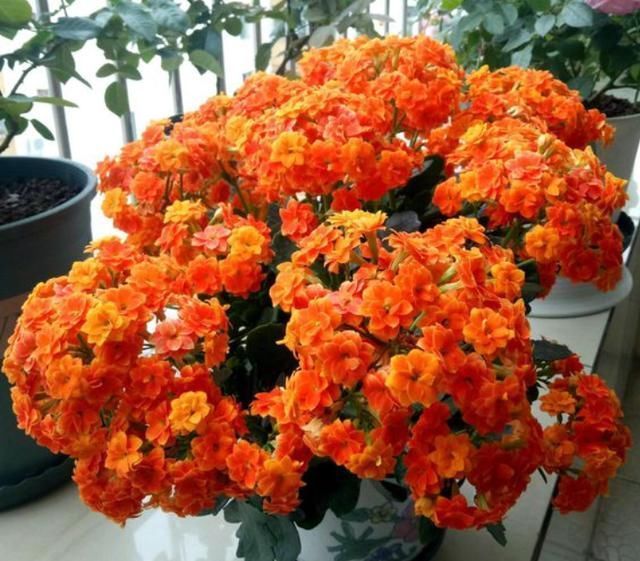 长寿花|养这4种花,夏天不能“偷懒”,没事“剪一剪”,秋季开花就爆盆