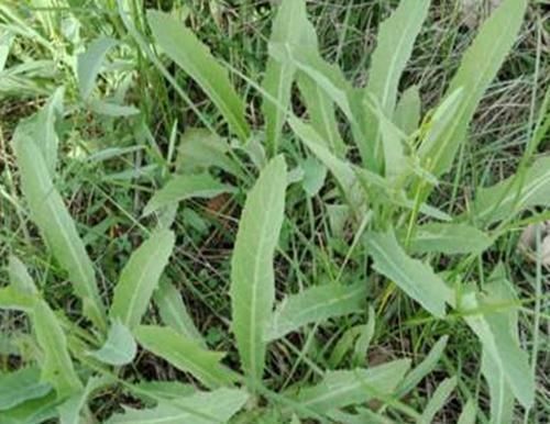 农村的这一种“救命草”,以前被人嫌弃,殊不知竟竟是养生良药