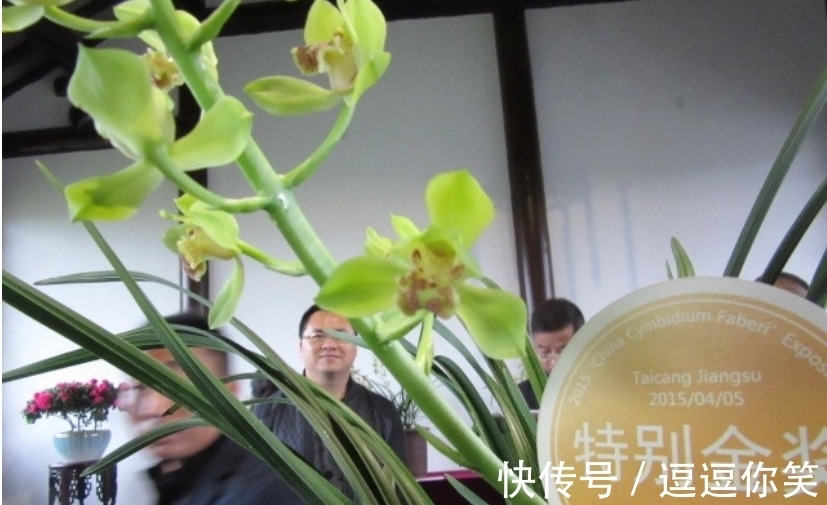 兰花|价值700万元的素荷，堪称花中极品，为何如此珍贵？一起来看看
