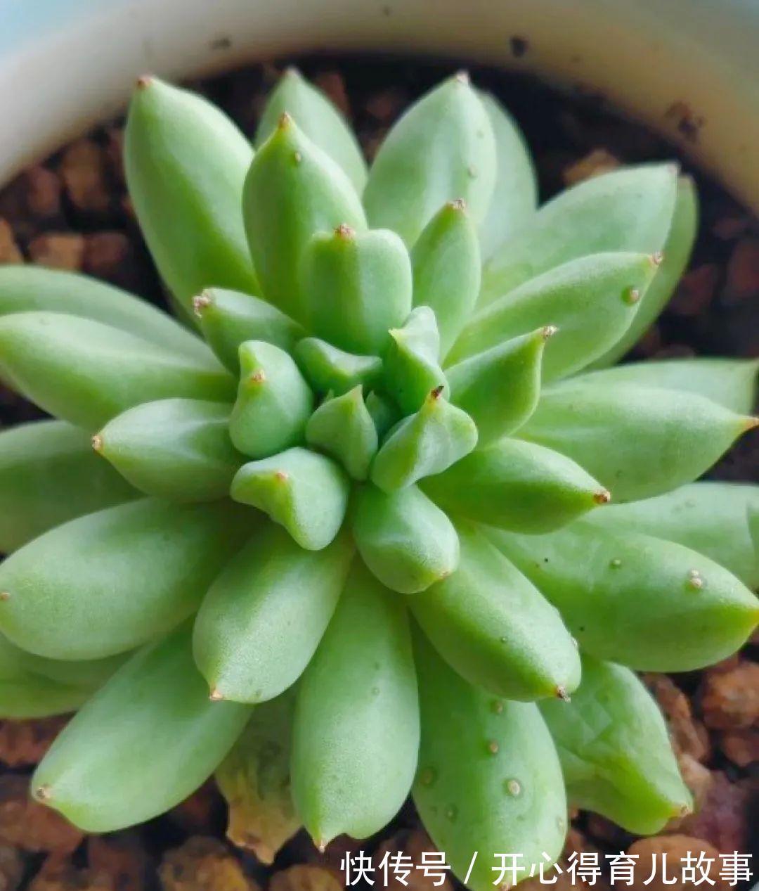 养花:这种多肉,是杂交的混血宝宝,你家有吗?