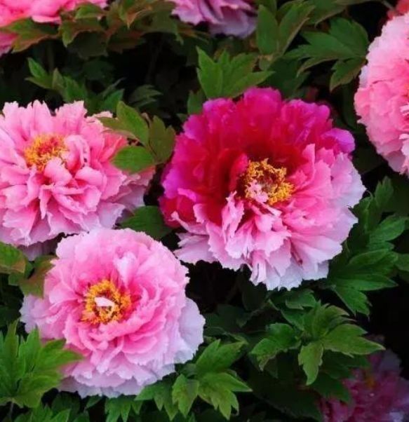 家养这些植物,阳台开出花海,花开媲美玫瑰,花朵姿态万千,美