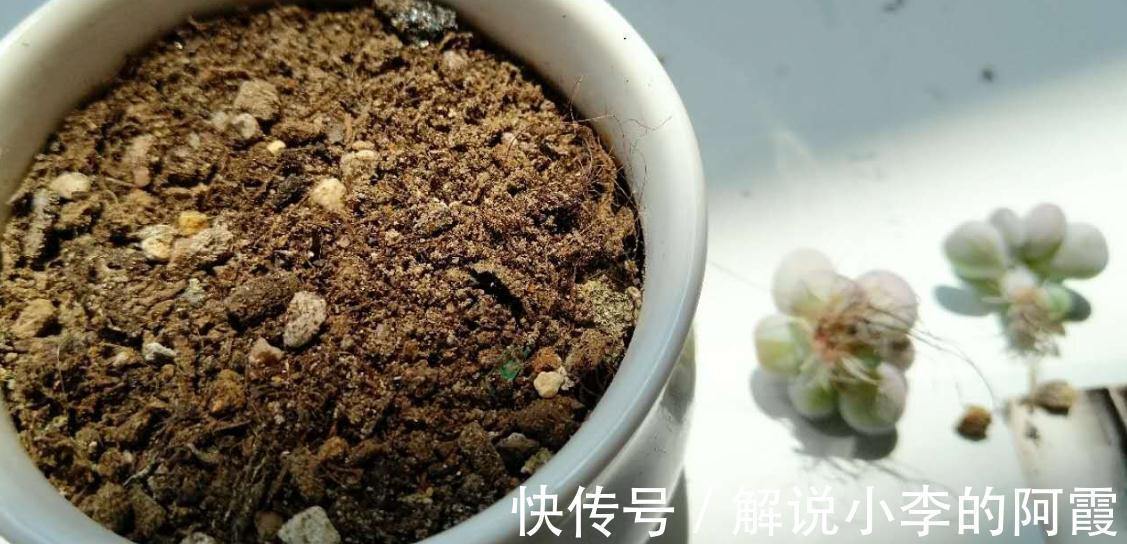 合理配置颗粒土比例，多肉上色快控型好，不伤根状态佳