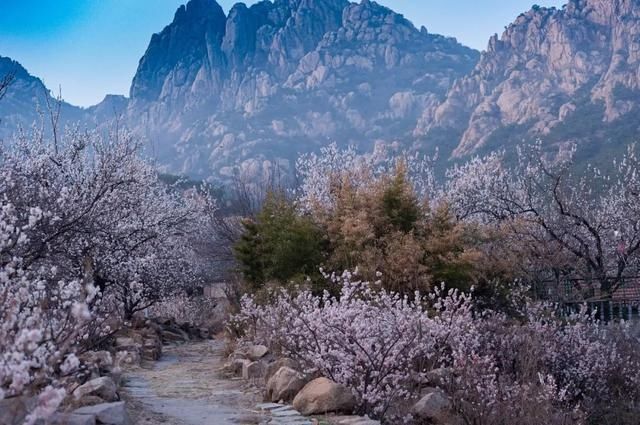 杏花|背靠五莲山！久负赏花盛名，今日一见确实惊叹