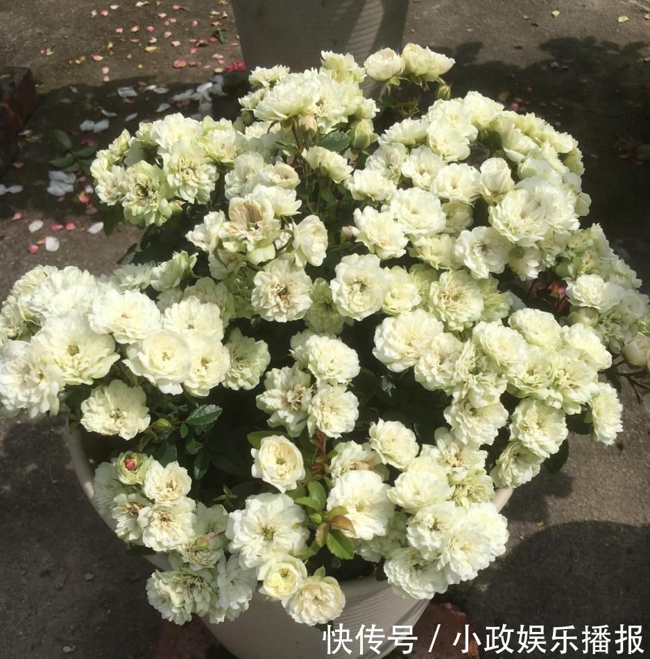 机器|此盆栽植物号称开花机器，全年都开花，种植容易，室内也能种