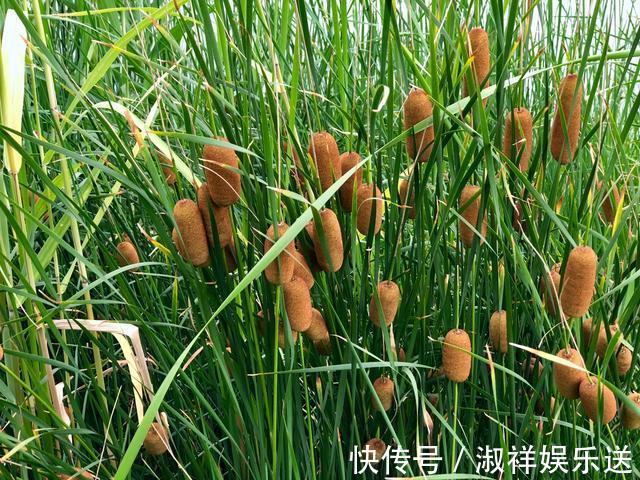 火腿肠|路边水沟里,长满火腿肠,比花还好看,赶快采一把,一年吃不完