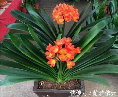 竹签子|不会养君子兰?插根竹签子,立竿见影,养出高品质君子兰