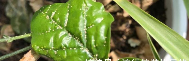 怎么消灭蚧壳虫?用这几种办法,既不会伤害花草又省钱高效