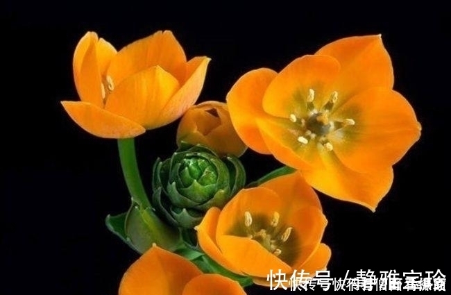 叶芯|想要君子兰多发芽,避开“三种水”,当月催出花箭,绽放层叠群兰