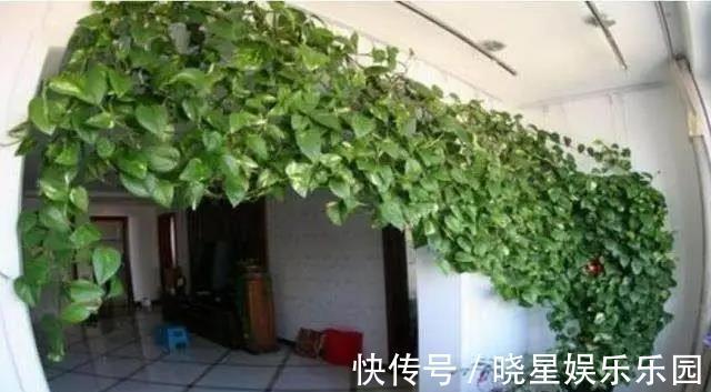 家庭养花要谨记,4类绿植不能乱养,是大忌!